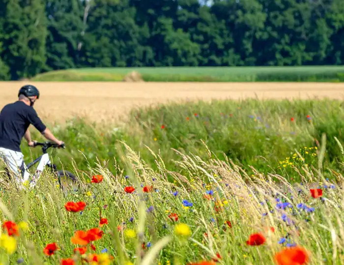 Stadtilm - Fahrradfahrer fährt durch blühende Wiese